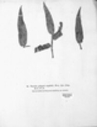 Uromyces polygoni-avicularis image